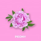 Peony 100 gram thumbnail
